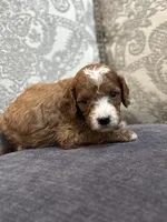 Nemo (free delivery to Chicago , a male Miniature Goldendoodle for sale in Chicago, IL – Photo 1 of 8