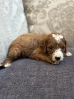 Nemo (free delivery to Chicago , a male Miniature Goldendoodle for sale in Chicago, IL – Photo 3 of 8