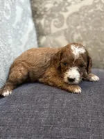 Nemo (free delivery to Chicago , a male Miniature Goldendoodle for sale in Chicago, IL – Photo 2 of 8