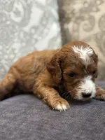 Nemo (free delivery to Chicago , a male Miniature Goldendoodle for sale in Chicago, IL – Photo 4 of 8