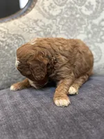 Nemo (free delivery to Chicago , a male Miniature Goldendoodle for sale in Chicago, IL – Photo 8 of 8