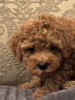 April(free delivery to Chicago area , a female Cavapoo for sale in Chicago, IL – 2 of 8