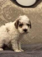 Miley(free delivery to Chicago , a female Miniature Goldendoodle for sale in Chicago, IL – 5 of 8