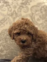 April(free delivery to Chicago area , a female Cavapoo for sale in Chicago, IL – 5 of 8