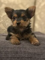 Cami (free delivery to Chicago , a female Yorkshire Terrier for sale in Chicago, IL – 2 of 10