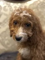 Sara , a female Miniature Goldendoodle for sale in Chicago, IL – 8 of 10