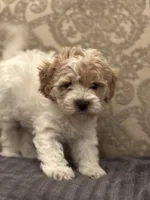 Tex(free delivery to Chicago area, a male Cavapoo for sale in Chicago, IL – 3 of 7