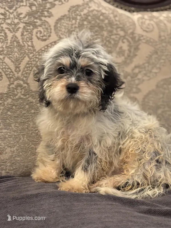Emily  – Coton de Tulear, Cavalier King Charles Spaniel puppy for sale in Chicago, IL