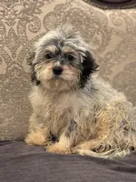 Emily , a female Cavalier King Charles Spaniel and Poodle - Toy  for sale in Chicago, IL – 1 of 8
