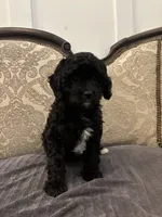 Alvin(free delivery to Chicago area, a male Cavapoo for sale in Chicago, IL – 7 of 9