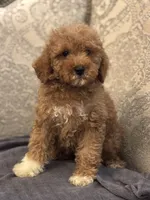 Cami(free delivery to Chicago area, a female Poodle - Miniature  and Miniature Goldendoodle for sale in Chicago, IL – 9 of 9