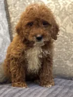 Princess Diana(free delivery to Chicago area, a female Poodle - Miniature  and Miniature Goldendoodle for sale in Chicago, IL – 9 of 10