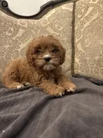 Amanda(free delivery to Chicago area, a female Cavapoo for sale in Chicago, IL – 10 of 10