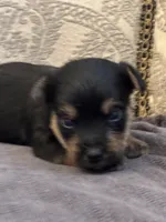 Nemo, a male Yorkipoo and Yorkshire Terrier for sale in Chicago, IL – 5 of 7