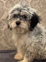 Emily , a female Cavalier King Charles Spaniel and Poodle - Toy  for sale in Chicago, IL – 5 of 8