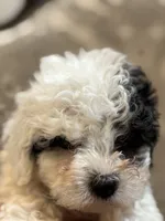 Nemo (free delivery to Chicago , a male Coton de Tulear and Cavalier King Charles Spaniel for sale in Chicago, IL – 8 of 10