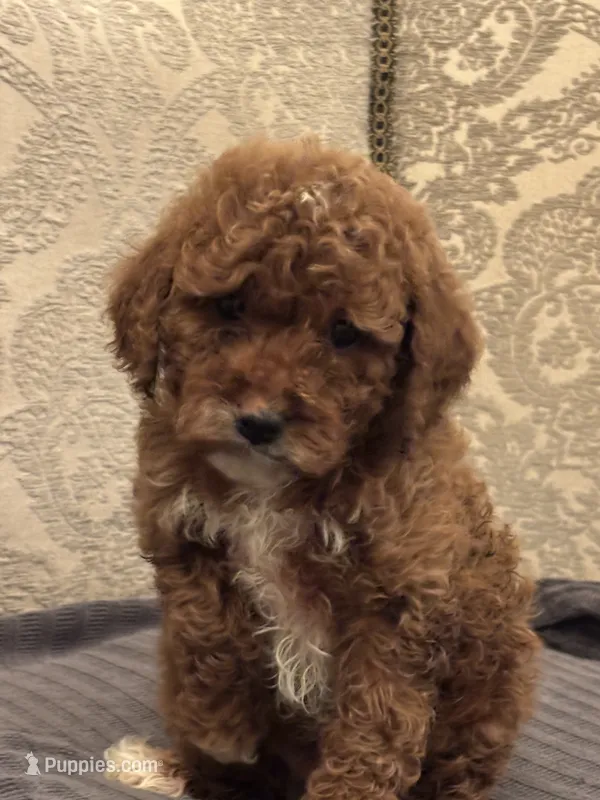 Princess Diana(free delivery to Chicago area – Miniature Goldendoodle puppy for sale in Chicago, IL