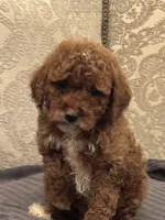 Princess Diana(free delivery to Chicago area, a female Miniature Goldendoodle for sale in Chicago, IL – 3 of 7