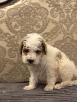 Miley(free delivery to Chicago , a female Miniature Goldendoodle for sale in Chicago, IL – 2 of 8