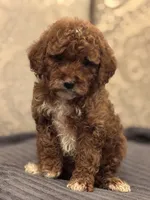 Princess Diana(free delivery to Chicago area, a female Miniature Goldendoodle for sale in Chicago, IL – 5 of 7
