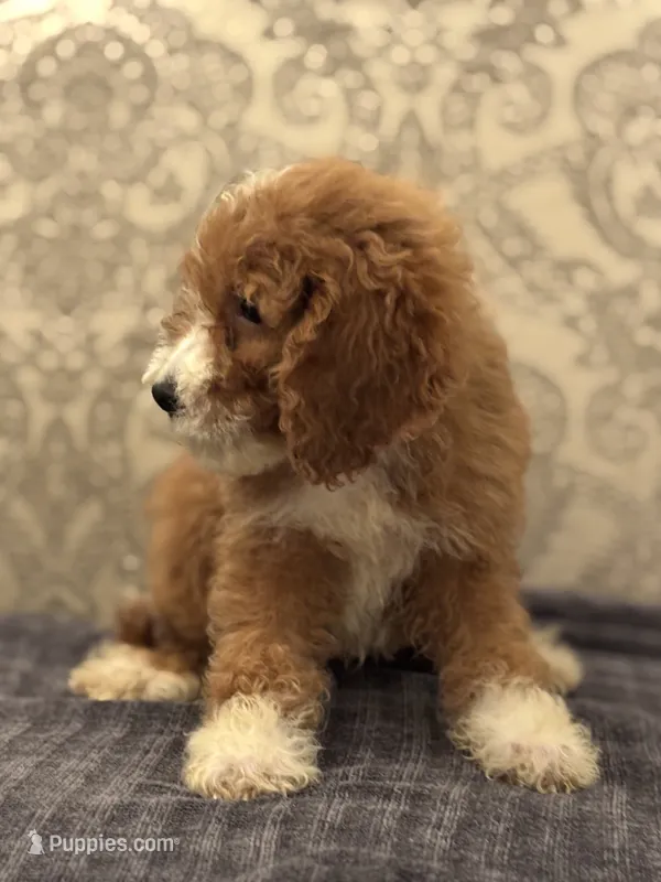 Betty(free delivery to Chicago area – Poodle - Standard , Miniature Goldendoodle puppy for sale in Chicago, IL
