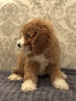 Betty(free delivery to Chicago area, a female Poodle - Standard  and Miniature Goldendoodle for sale in Chicago, IL – 1 of 8