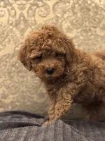 April(free delivery to Chicago area , a female Cavapoo for sale in Chicago, IL – 3 of 8