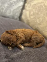 Sammy (free delivery to Chicago , a female Miniature Goldendoodle for sale in Chicago, IL – Photo 4 of 5