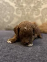 Sammy (free delivery to Chicago , a female Miniature Goldendoodle for sale in Chicago, IL – Photo 2 of 5