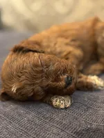 Sammy (free delivery to Chicago , a female Miniature Goldendoodle for sale in Chicago, IL – Photo 5 of 5