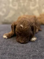 Sammy (free delivery to Chicago , a female Miniature Goldendoodle for sale in Chicago, IL – Photo 3 of 5