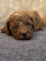 Sammy (free delivery to Chicago , a female Miniature Goldendoodle for sale in Chicago, IL – Photo 1 of 5