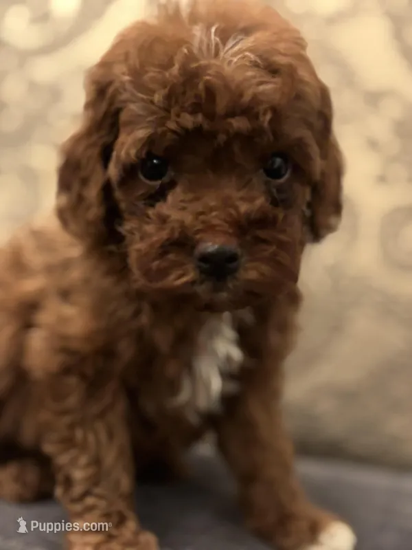 Sammy (free delivery to Chicago  – Miniature Goldendoodle puppy for sale in Chicago, IL