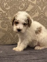 Miley(free delivery to Chicago , a female Miniature Goldendoodle for sale in Chicago, IL – 8 of 8