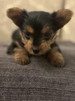 Cami (free delivery to Chicago , a female Yorkshire Terrier for sale in Chicago, IL – 3 of 10