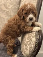 Betty(free delivery to Chicago area, a female Miniature Goldendoodle for sale in Chicago, IL – 7 of 7