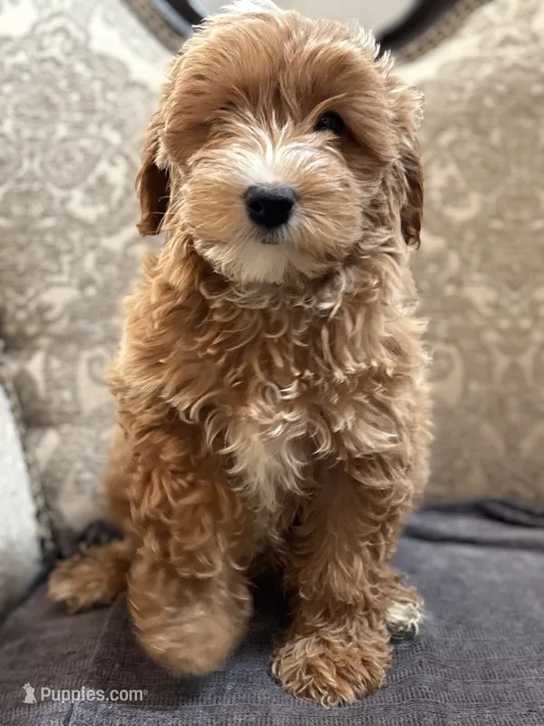 Joey (free delivery to Chicago  – Cavapoo, Cavalier King Charles Spaniel puppy for sale in Chicago, IL
