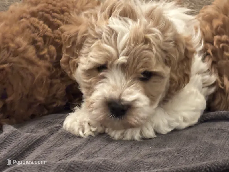 Tex(free delivery to Chicago area – Cavapoo puppy for sale in Chicago, IL
