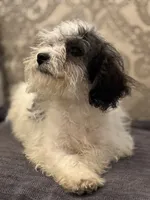 Nemo , a male Cavalier King Charles Spaniel and Poodle - Toy  for sale in Chicago, IL – 4 of 9
