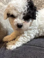 Nemo (free delivery to Chicago , a male Coton de Tulear and Cavalier King Charles Spaniel for sale in Chicago, IL – 10 of 10