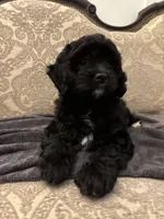 Alvin(free delivery to Chicago area, a male Cavapoo for sale in Chicago, IL – 5 of 9