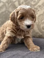 Joey, a male Cavapoo and Cavalier King Charles Spaniel for sale in Chicago, IL – 2 of 7