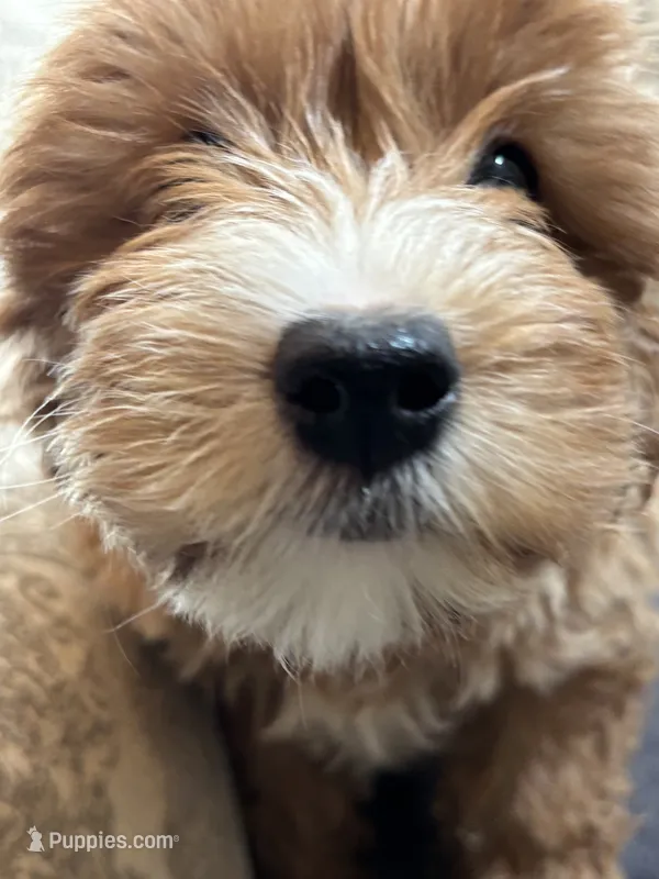 Joey(free delivery to Chicago  – Cavapoo, Cavalier King Charles Spaniel puppy for sale in Chicago, IL