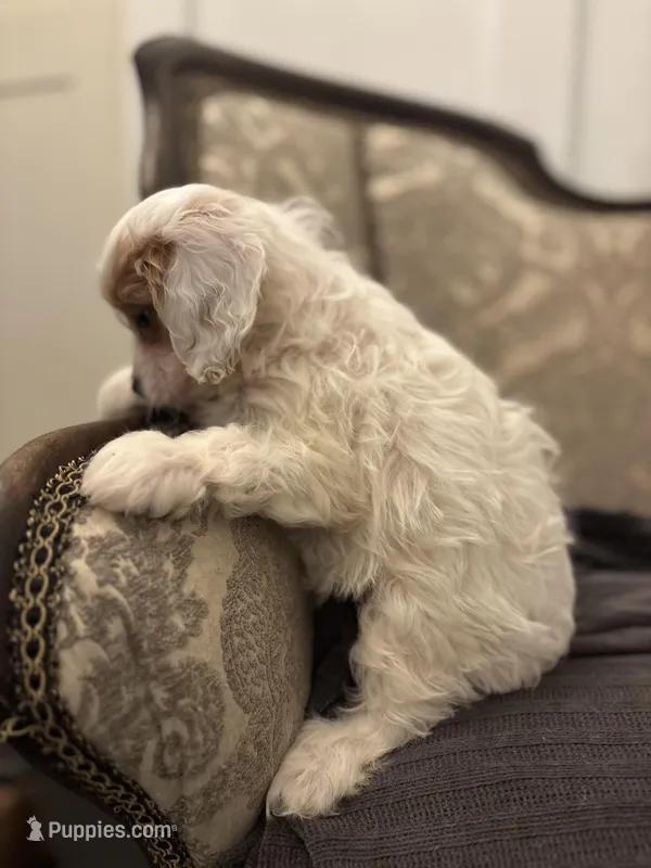 Stacy (delivery available to Chicago) – Cavapoo, Miniature Goldendoodle puppy for sale in Chicago, IL