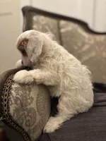 Stacy (delivery available to Chicago), a female Cavapoo and Miniature Goldendoodle for sale in Chicago, IL – Photo 4 of 5