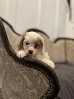 Stacy (delivery available to Chicago), a female Cavapoo and Miniature Goldendoodle for sale in Chicago, IL – Photo 5 of 5