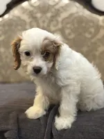 Stacy (free delivery to Chicago), a female Cavapoo and Cavalier King Charles Spaniel for sale in Chicago, IL – Photo 2 of 8