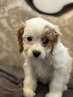 Stacy (free delivery to Chicago), a female Cavapoo and Cavalier King Charles Spaniel for sale in Chicago, IL – Photo 8 of 8