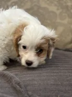 Stacy (free delivery to Chicago), a female Cavapoo and Cavalier King Charles Spaniel for sale in Chicago, IL – Photo 6 of 8
