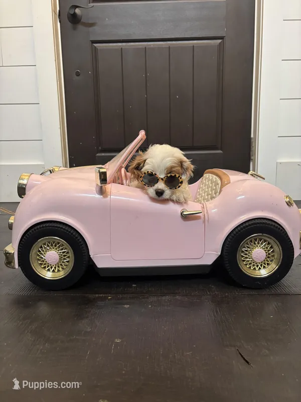 Stacy (free delivery to Chicago) – Cavapoo, Miniature Goldendoodle puppy for sale in Chicago, IL